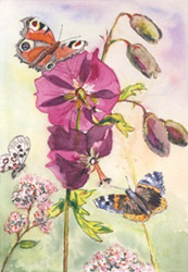 Postcard: AW1032 Mallow flower with butterflies