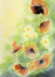 Postcard: JdK7059 Poppies and marguerites