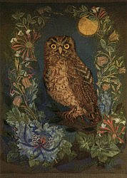 Postcard: DK5 The Little Owl – Athene Noctua