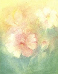 Postcard: EMC1 Polyantha