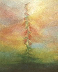 Postcard: HJ3 Foxglove