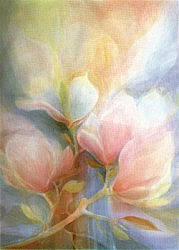 Postcard: JJ7 Magnolia Postcard: JJ7 Magnolia