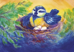 Postcard: TK5197 Brooding Blue tit Postcard: TK5197 Brooding Blue tit