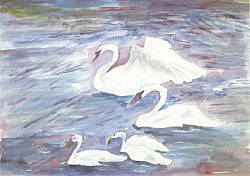 Postcard: Swans