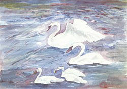 Postcard: NF10 Swans