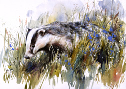 Badger