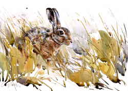 Brown Hare