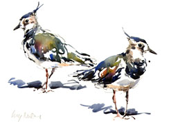 Lapwings