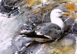 Lesser Black-backed Gull