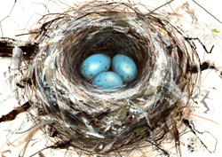 Blue eggs in nest