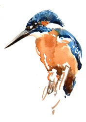 Perched Kingfisher