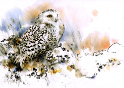 Snowy Owl