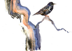 Starling