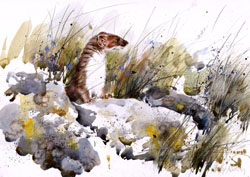 Stoat