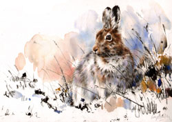 Winterhare