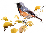 Redstart