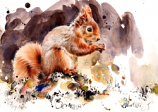 Red Squirrel