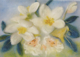 Postcard: FSK3118 Christmas rose