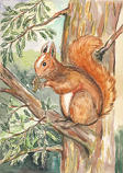 Postcard: AW1005 Squirrel