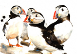 Puffins in a group