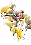 Chaffinch