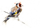 Goldfinch on a line