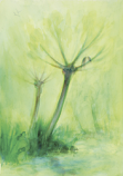 Postcard: DN194 Spring Tree