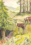 Postcard: AW1001 Deer